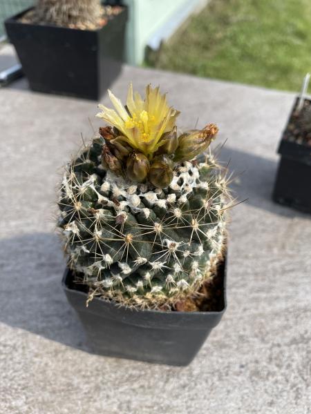 Turbinicarpus spec.